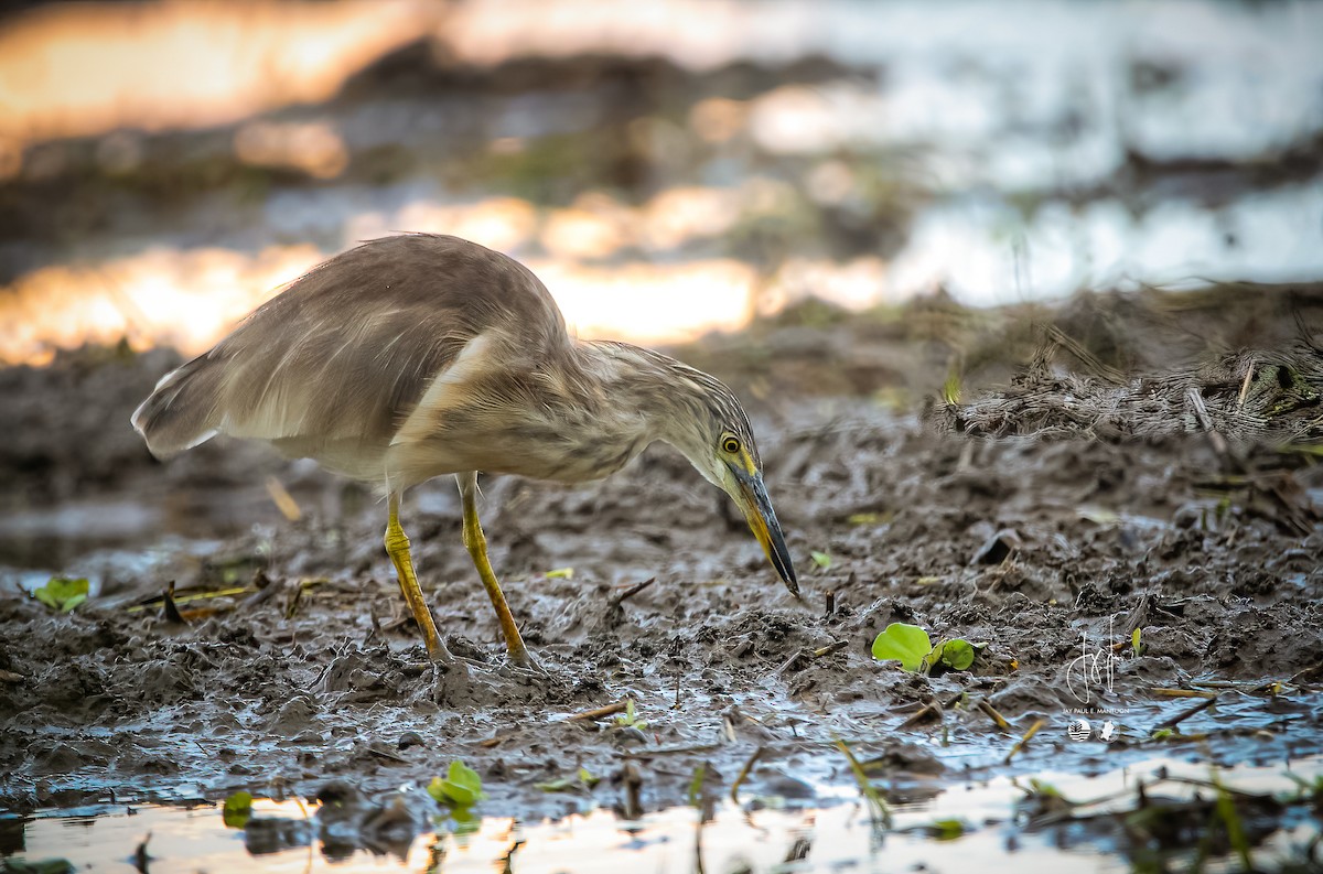 Javan Pond-Heron - ML578058171