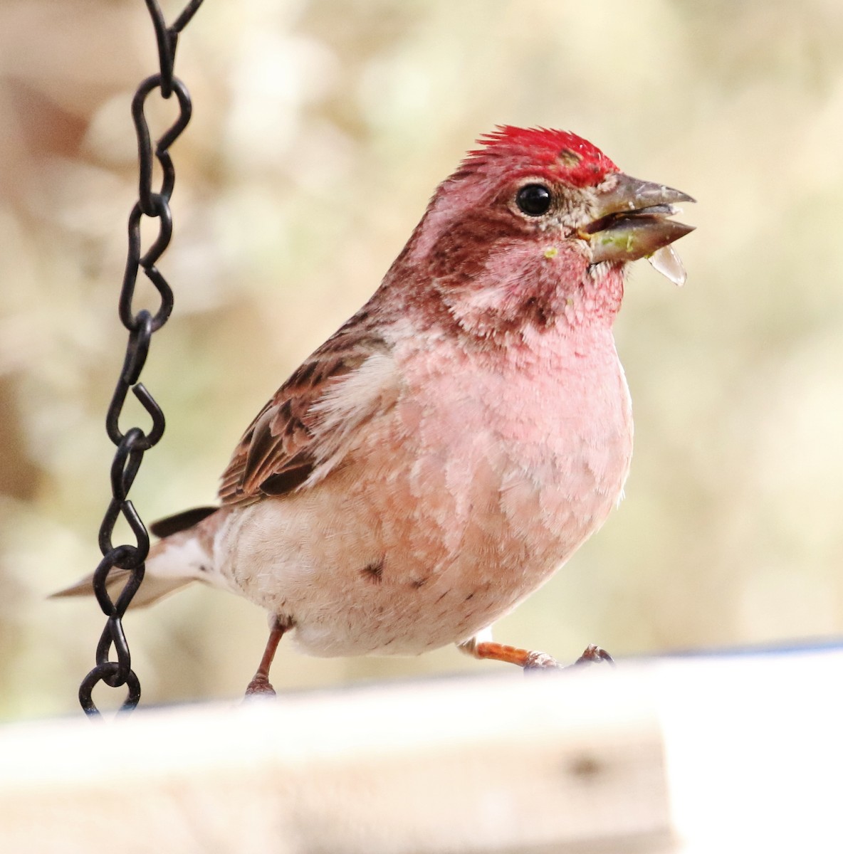 Cassin's Finch - Patrick Vaughan