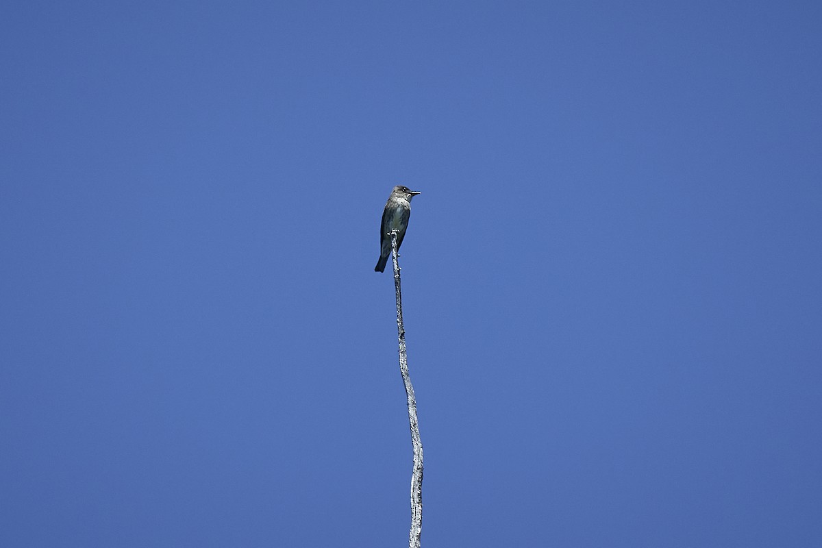 Olive-sided Flycatcher - ML578059321