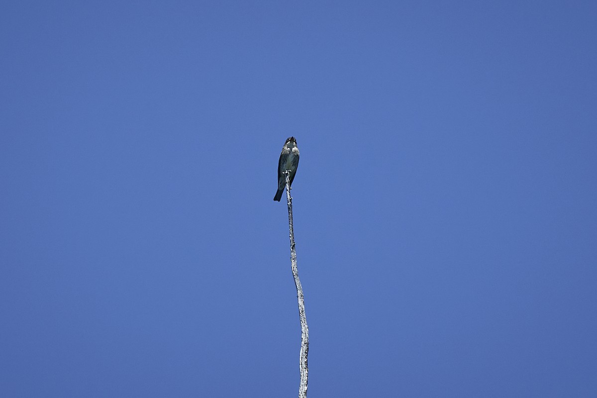 Olive-sided Flycatcher - ML578059331