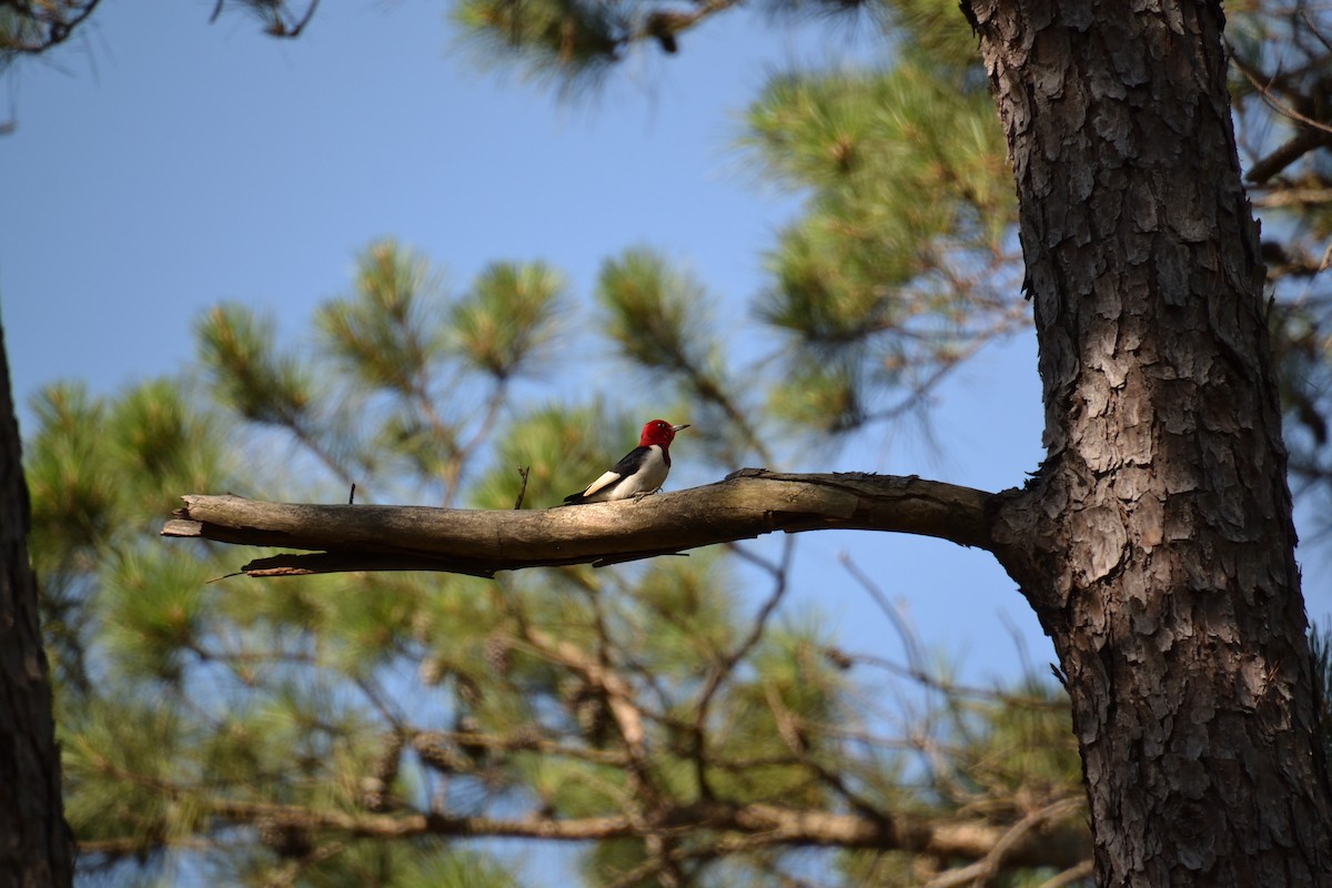 Red-headed Woodpecker - Nathan Cross