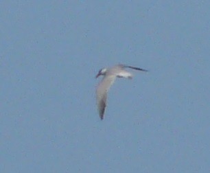 Caspian Tern - ML578060511