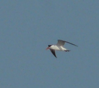 Caspian Tern - ML578060571