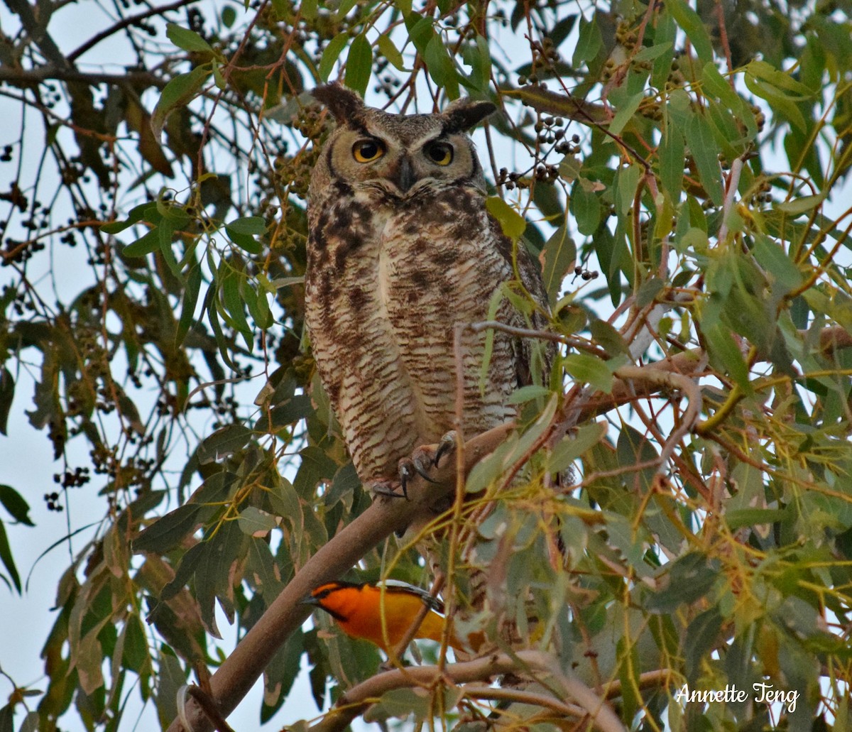 Great Horned Owl - ML57806091