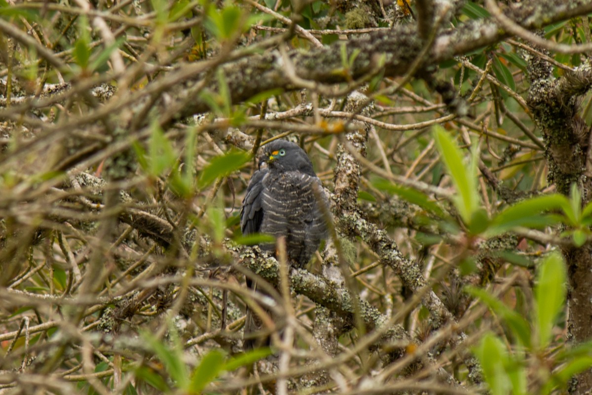 Hook-billed Kite - ML578061051