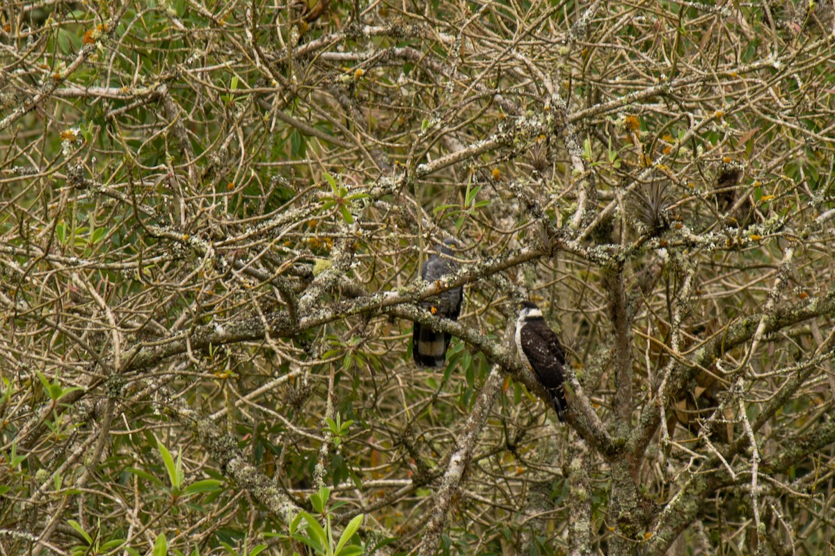 Hook-billed Kite - ML578061061