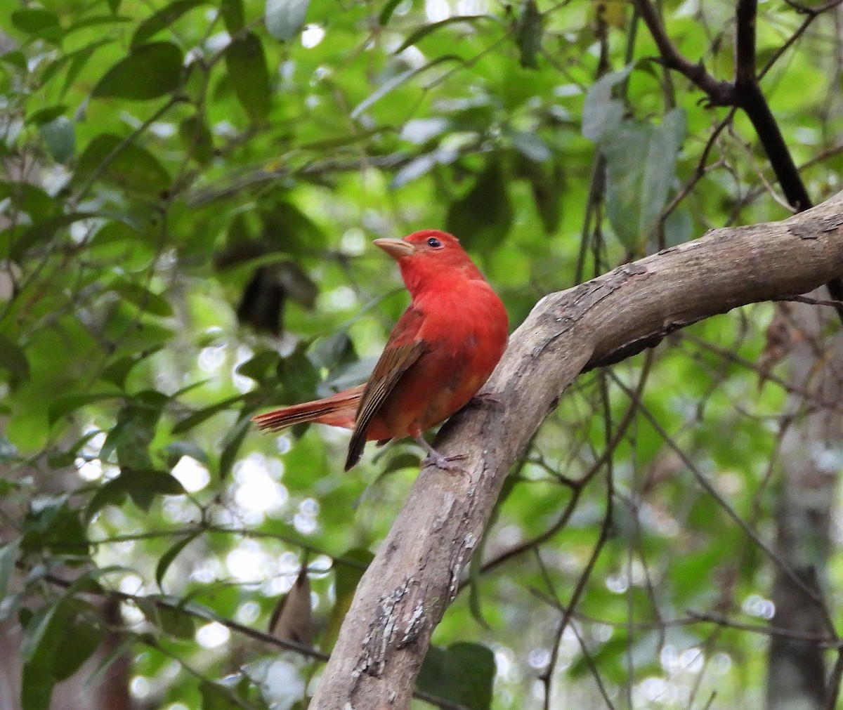 Summer Tanager - David W Foster