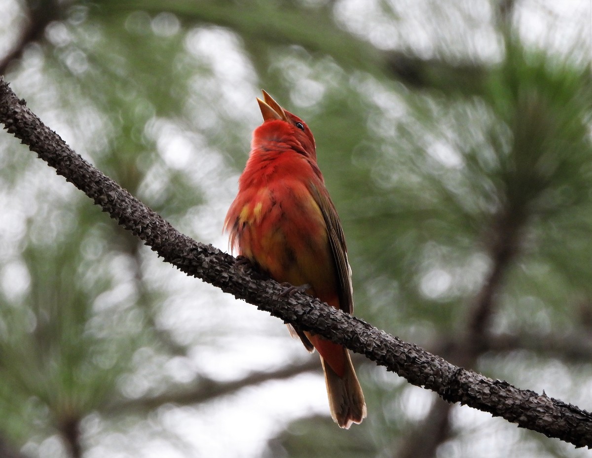 Summer Tanager - ML578061261