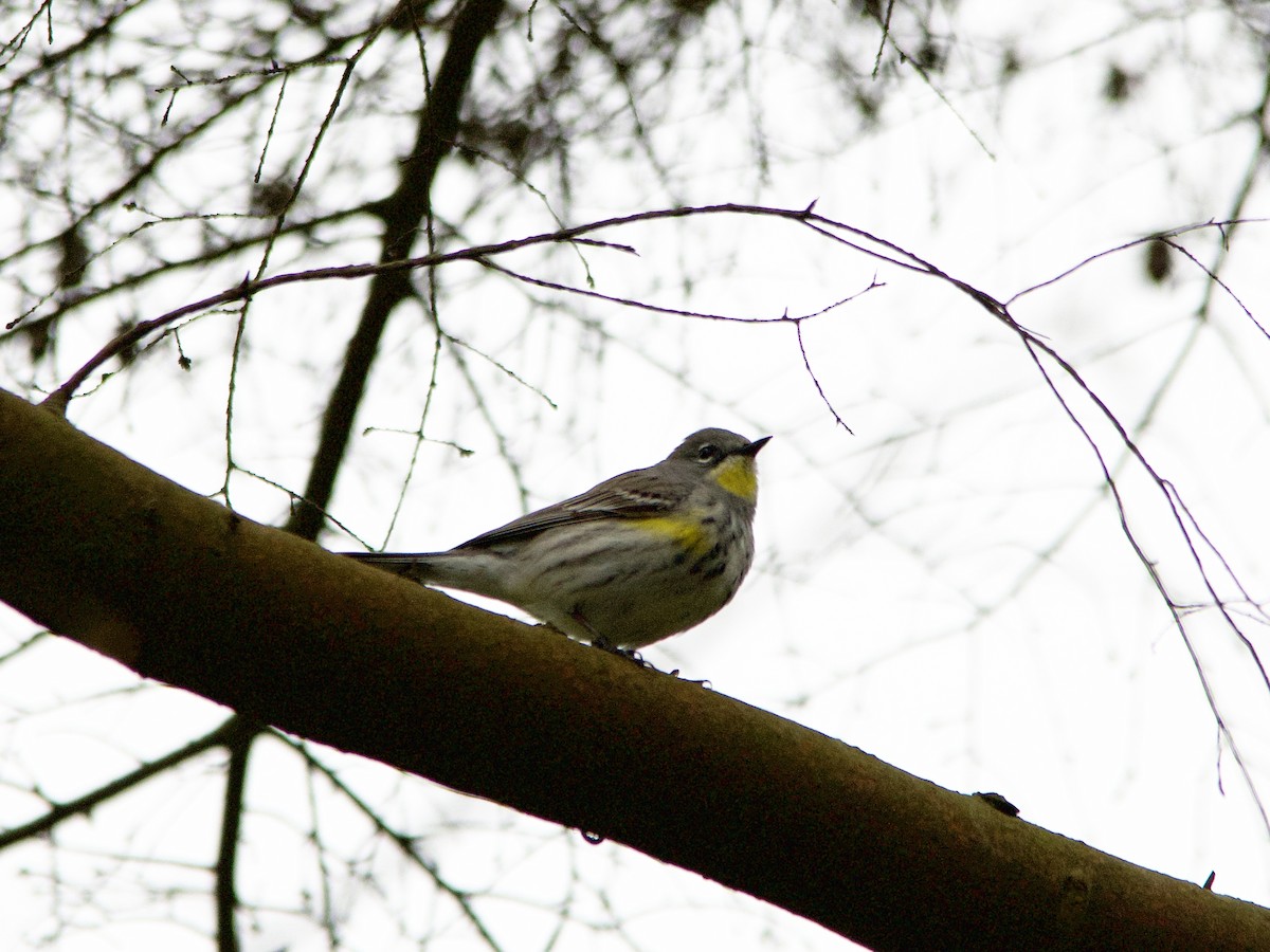 Yellow-rumped Warbler - ML578061531