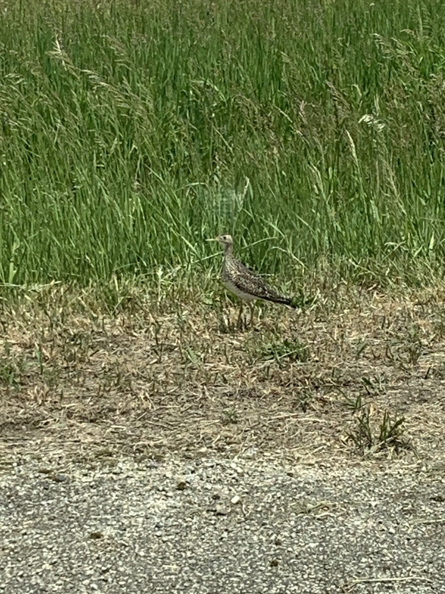 Upland Sandpiper - ML578062281