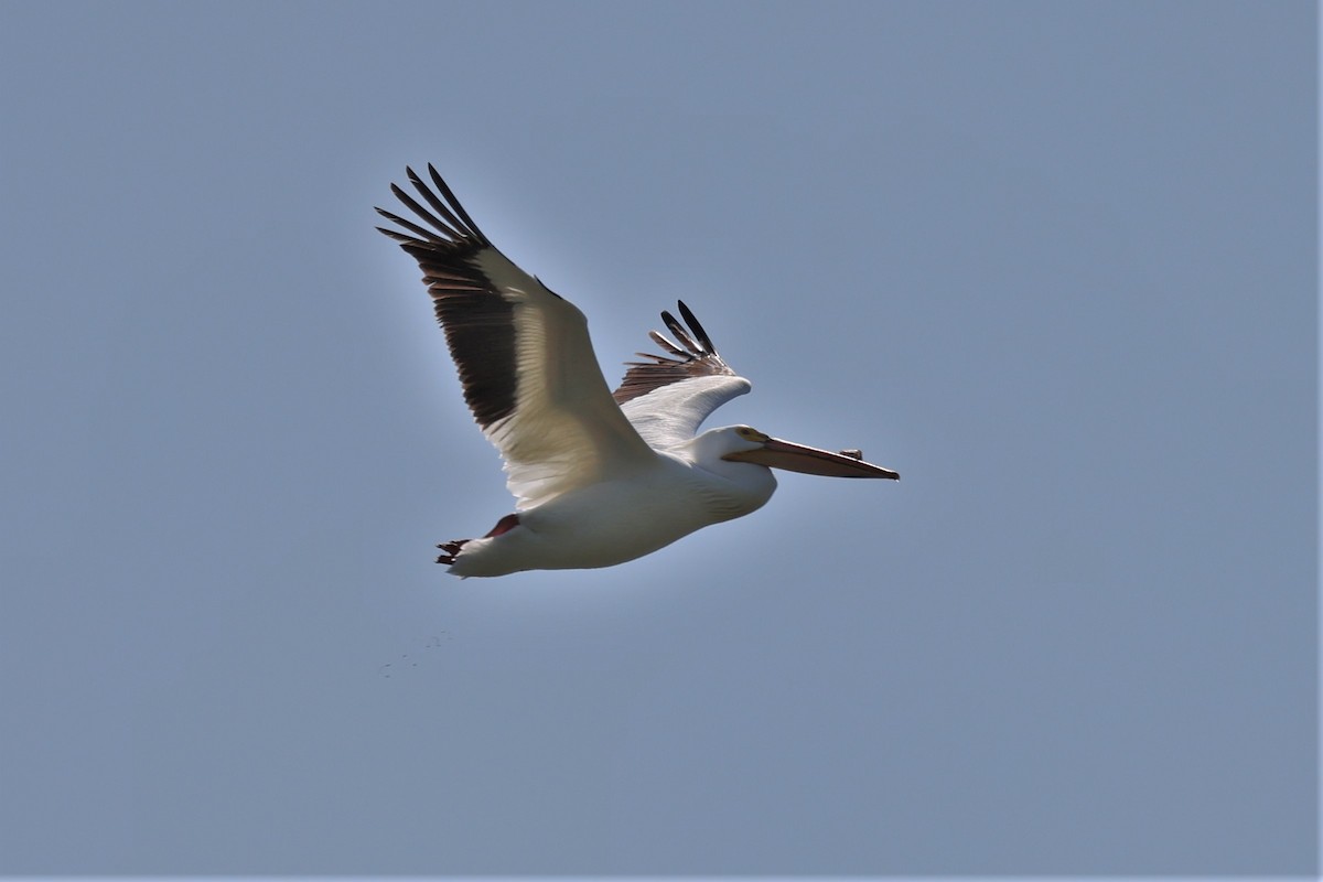 pelikán severoamerický - ML578062891
