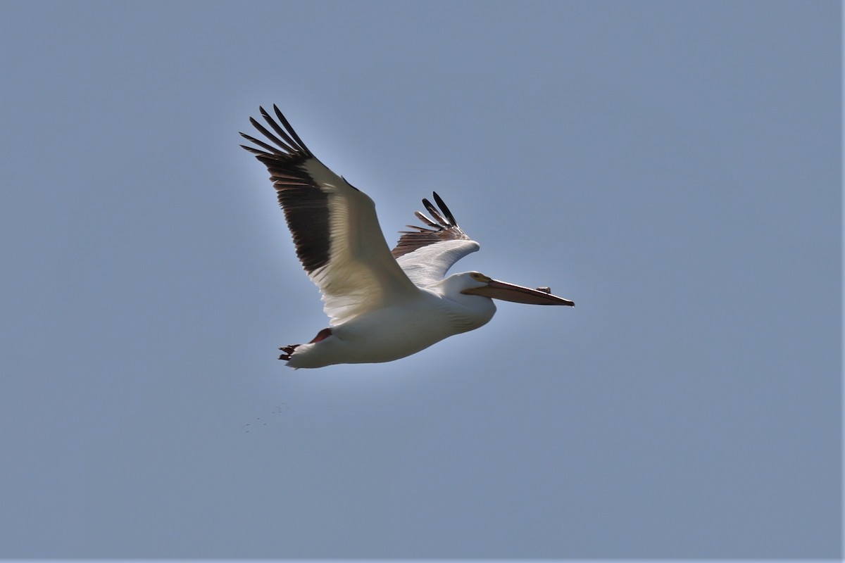 American White Pelican - ML578062891