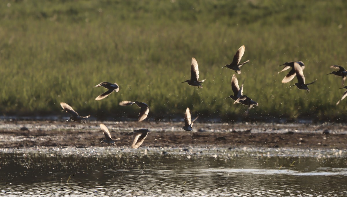 Short-billed Dowitcher - ML578063351