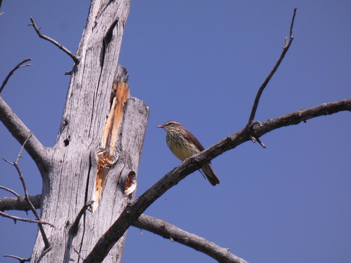 Northern Waterthrush - ML578063821