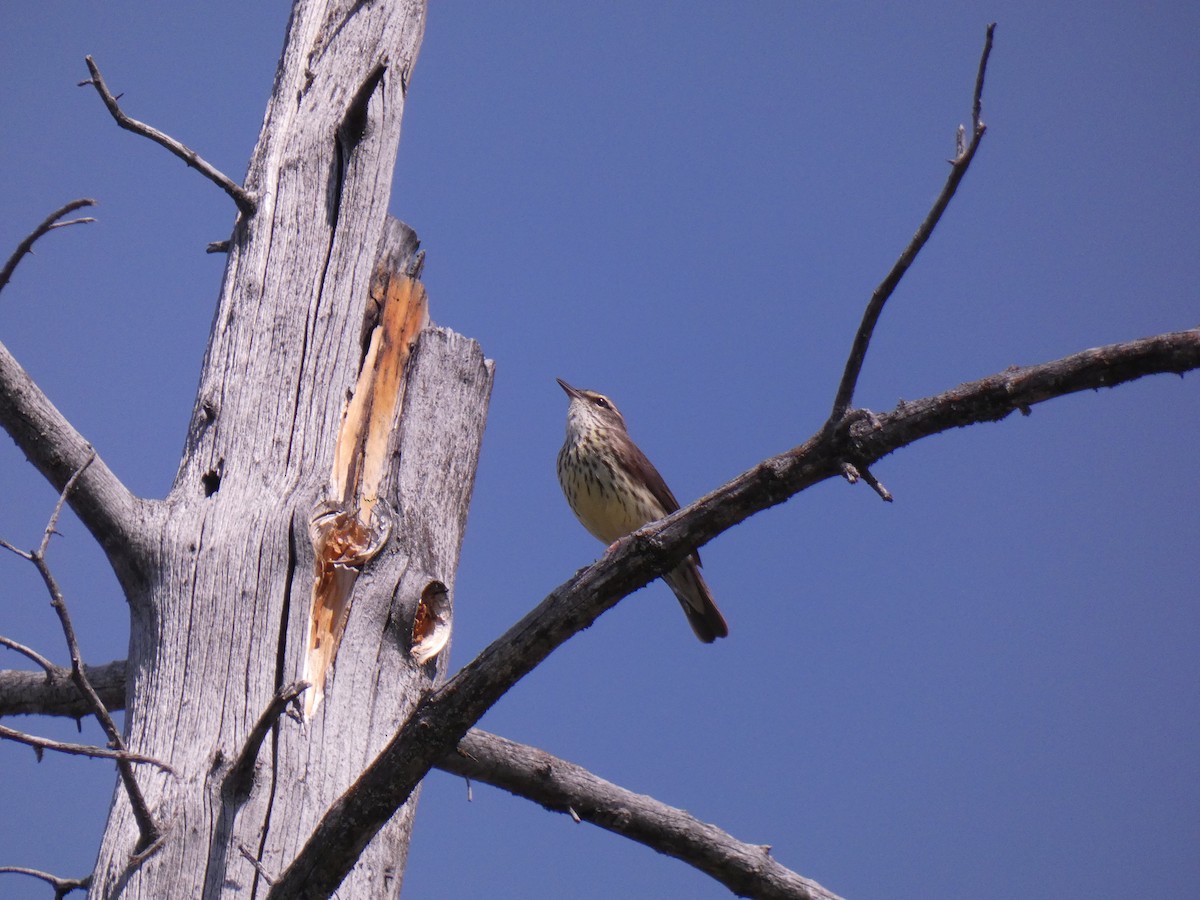 Northern Waterthrush - ML578063941