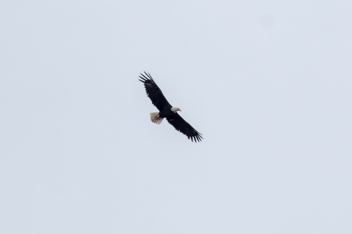 Bald Eagle - ML578064021