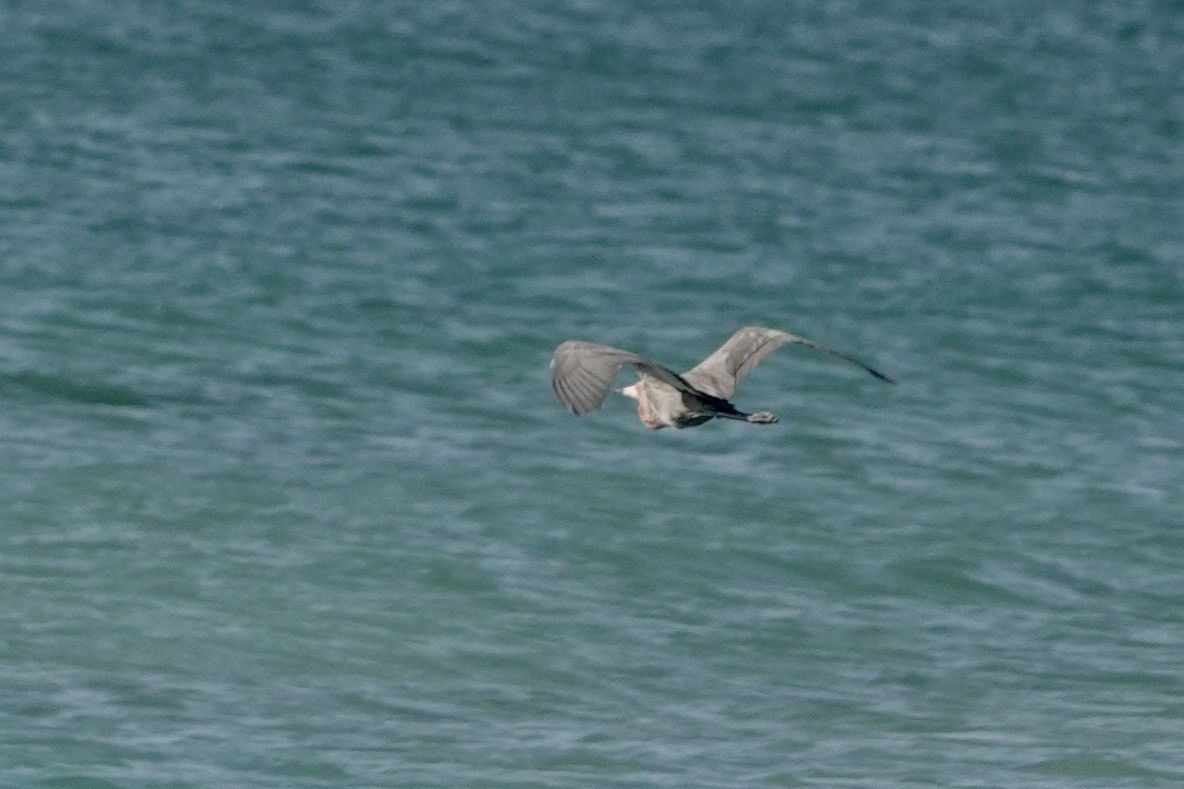 Reddish Egret - ML578064391