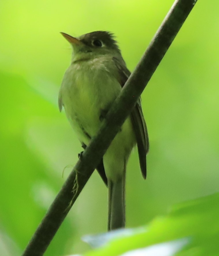 Western Flycatcher (Pacific-slope) - Grace Thornton