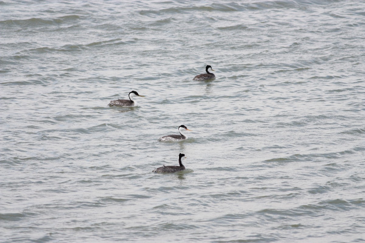 Clark's Grebe - ML578064781