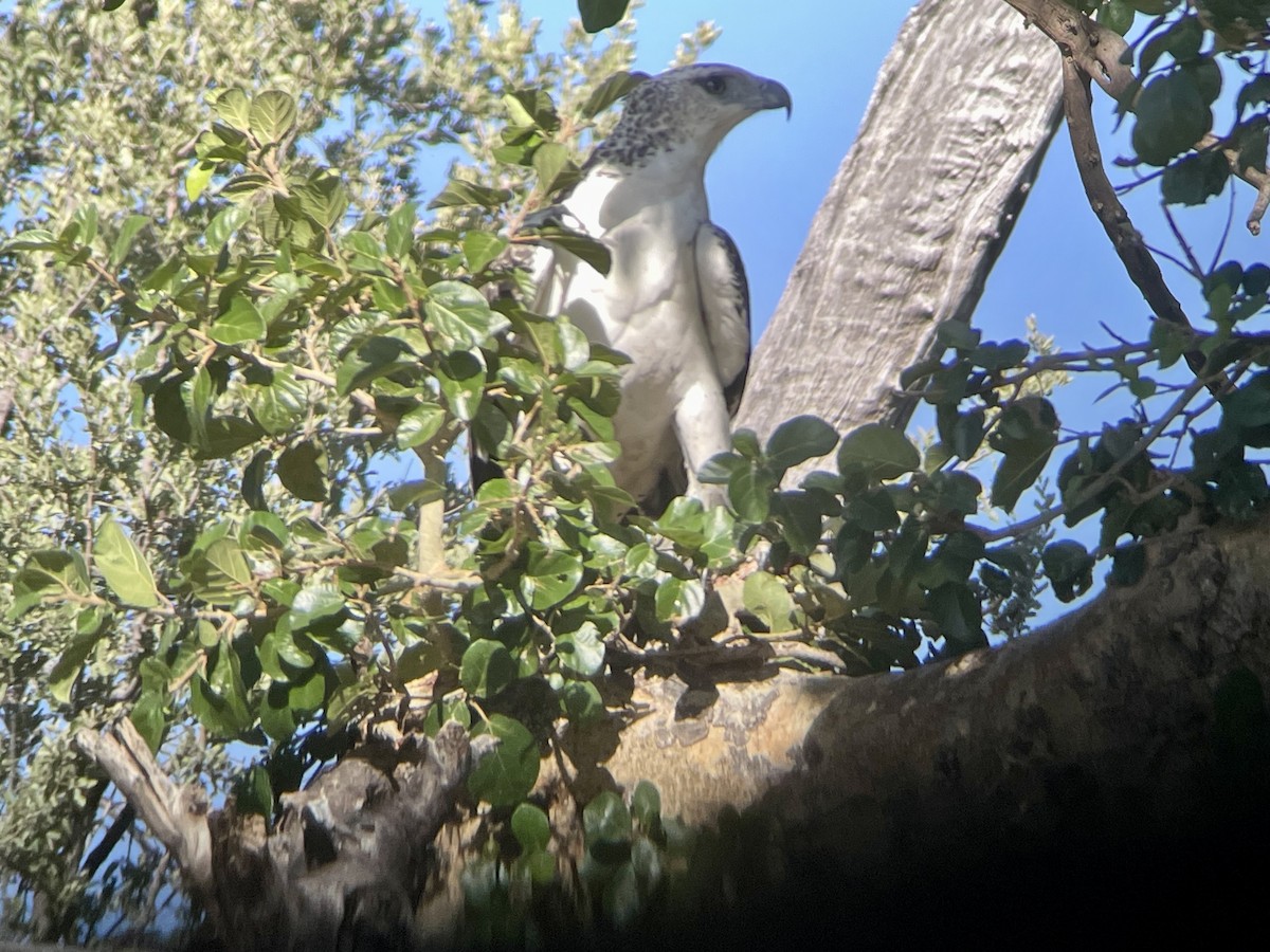 עיט לוחם - ML578065551