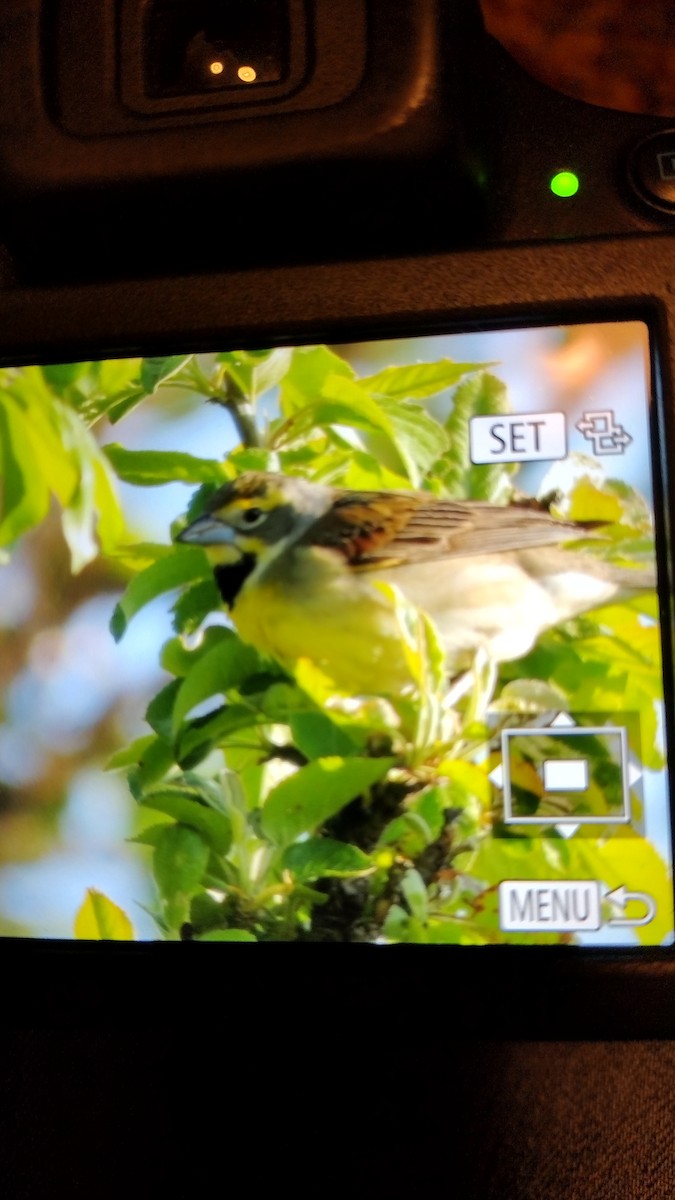 Dickcissel - ML578067411