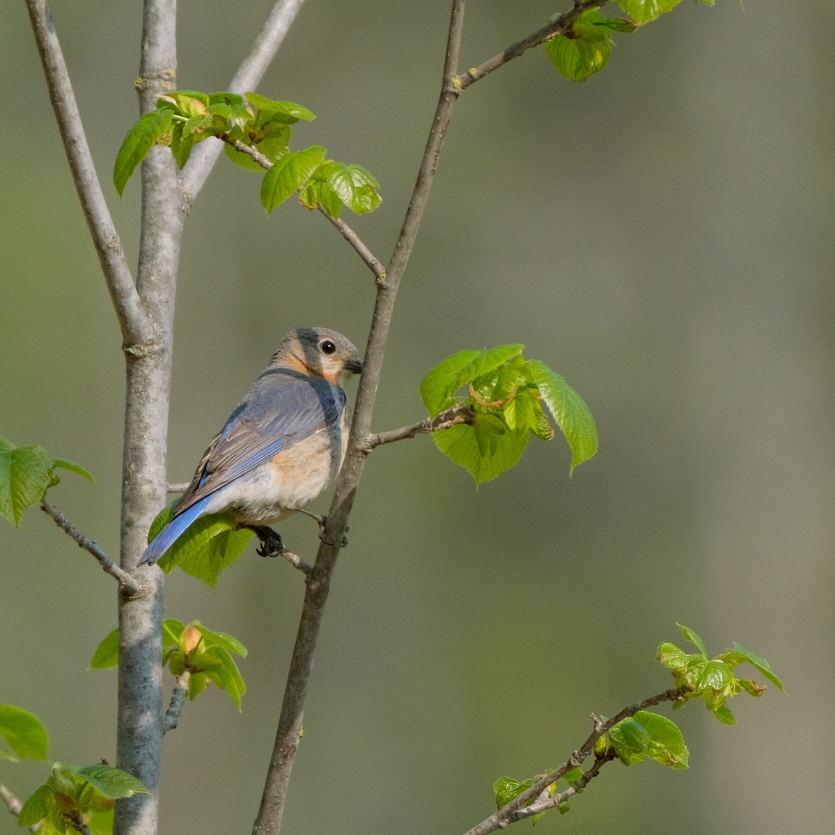 Eastern Bluebird - ML578067651