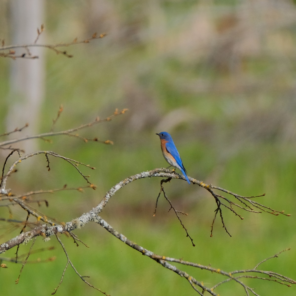 Eastern Bluebird - ML578067661