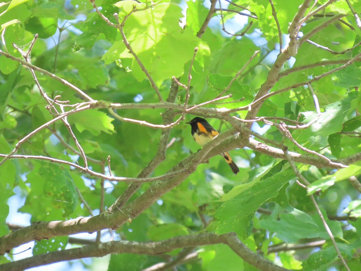 American Redstart - Doug Graham