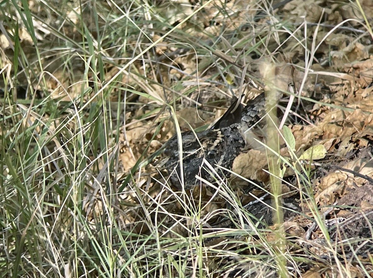 Square-tailed Nightjar - ML578067921