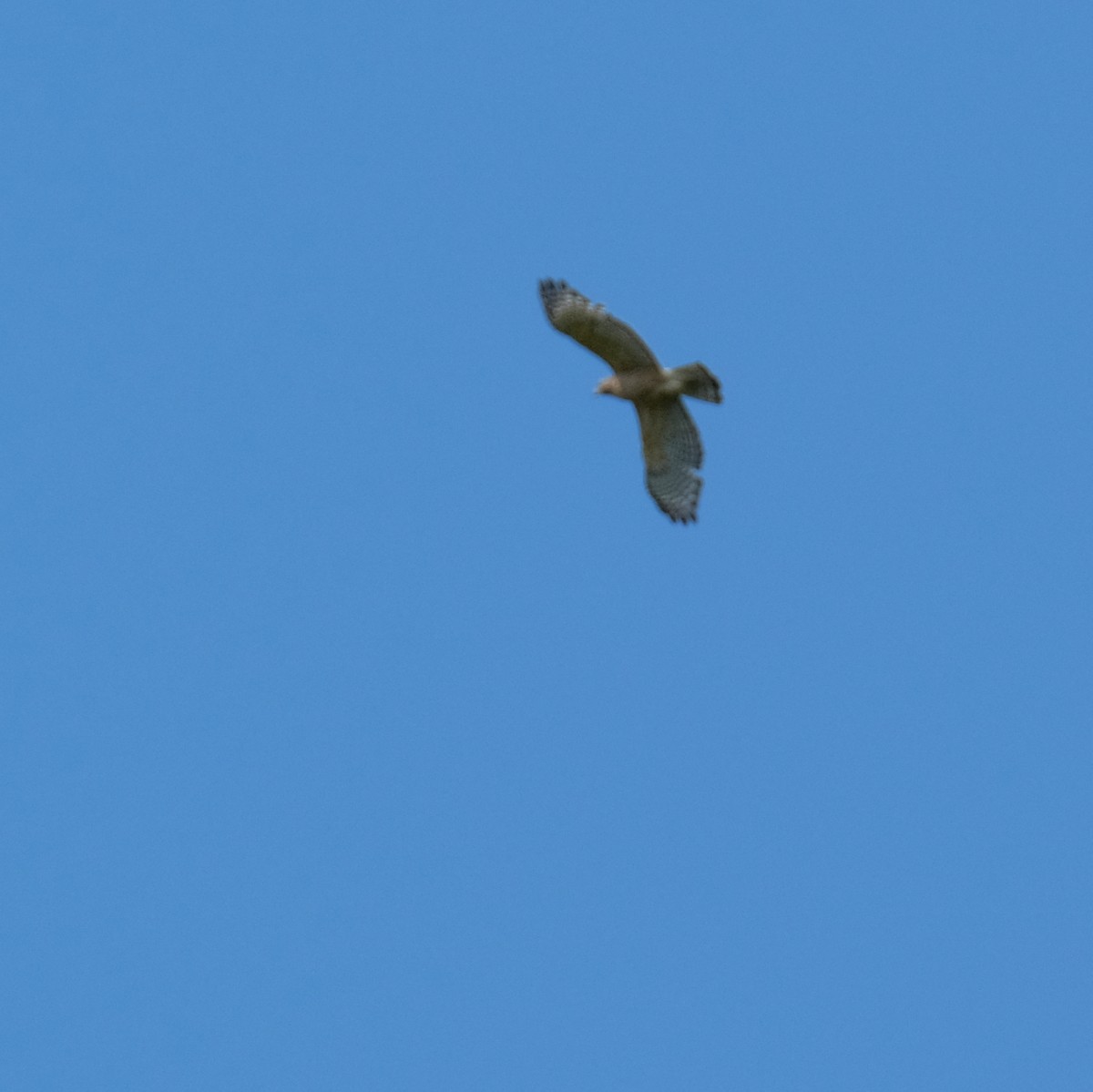 Red-shouldered Hawk - ML578068001