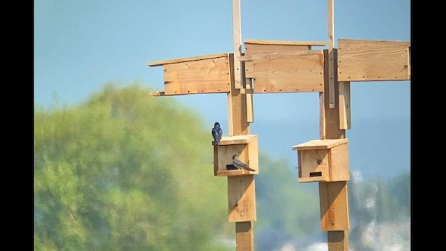 Purple Martin - ML578068111