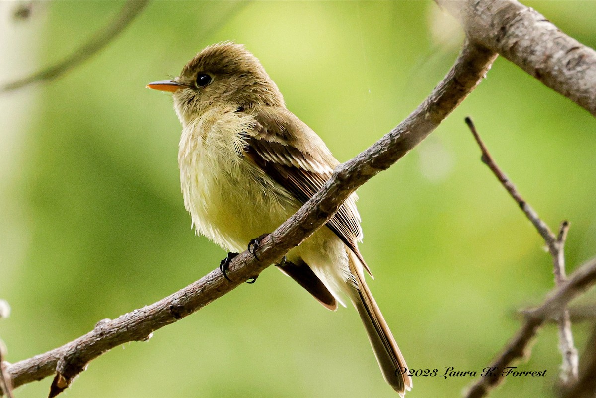 Western Flycatcher (Pacific-slope) - ML578068641