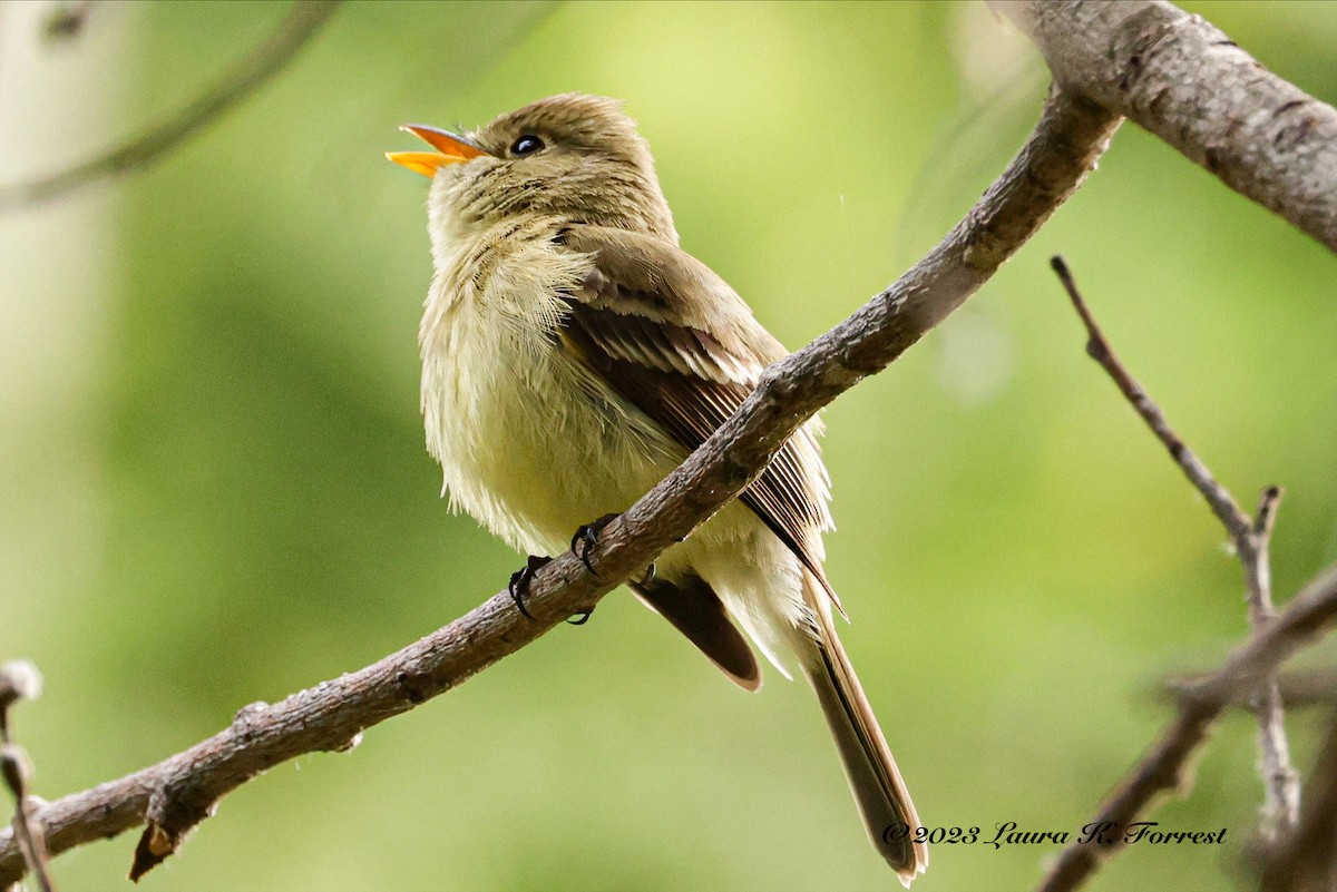 Western Flycatcher (Pacific-slope) - ML578068671