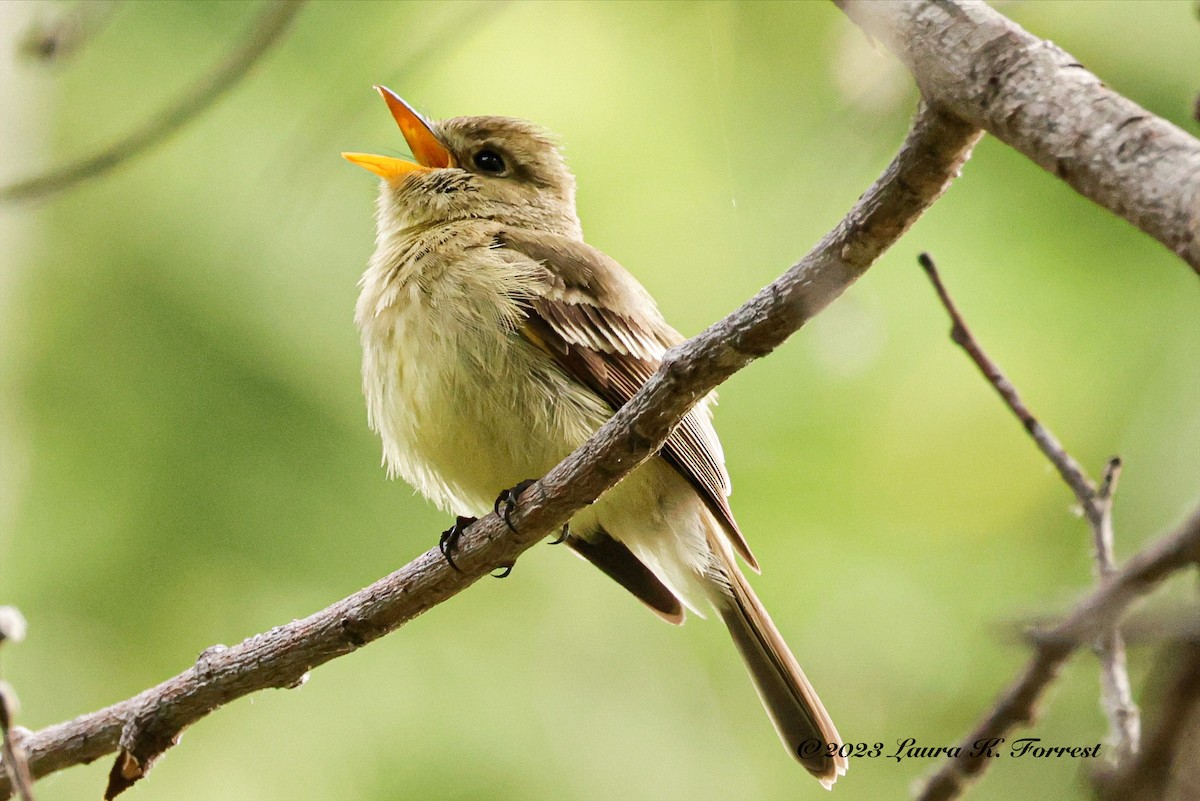 Western Flycatcher (Pacific-slope) - ML578068681