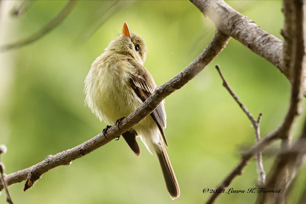 Western Flycatcher (Pacific-slope) - ML578068691