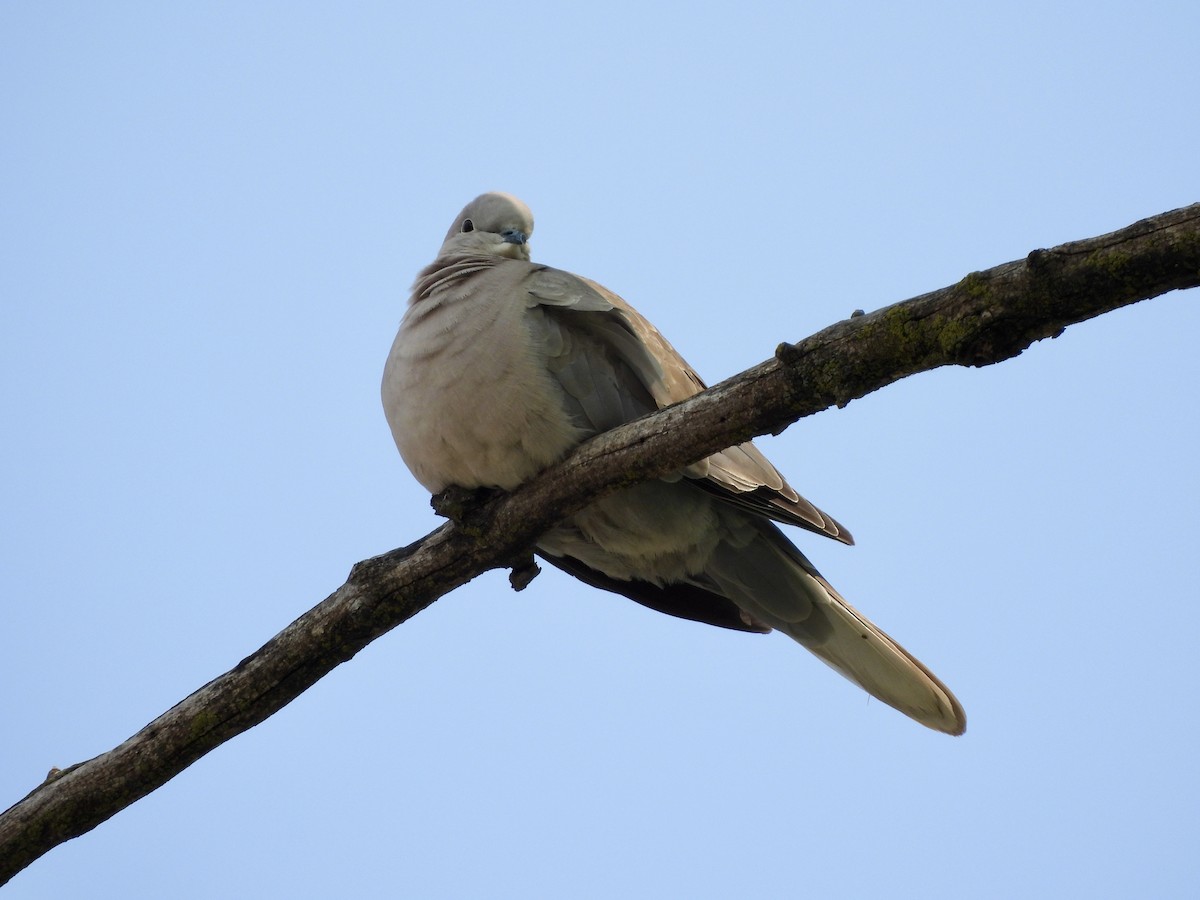 Eurasian Collared-Dove - ML578068721