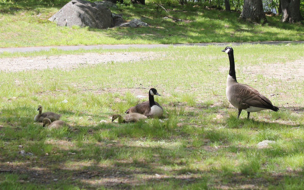 Canada Goose - ML578069361