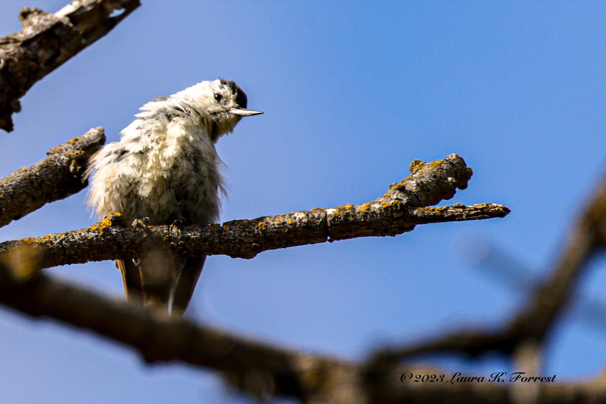 White-breasted Nuthatch - ML578069401