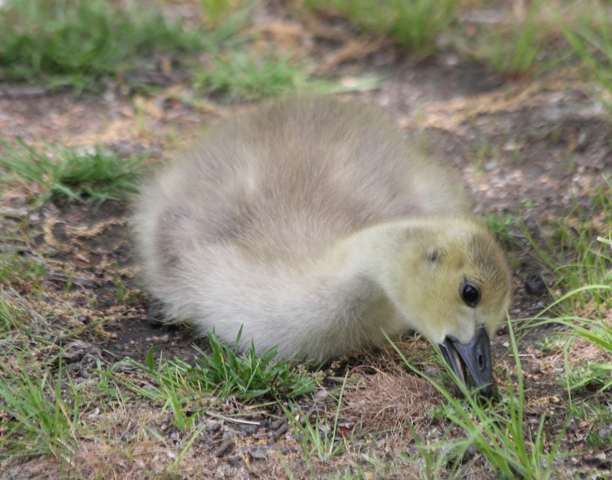 Canada Goose - ML578069411