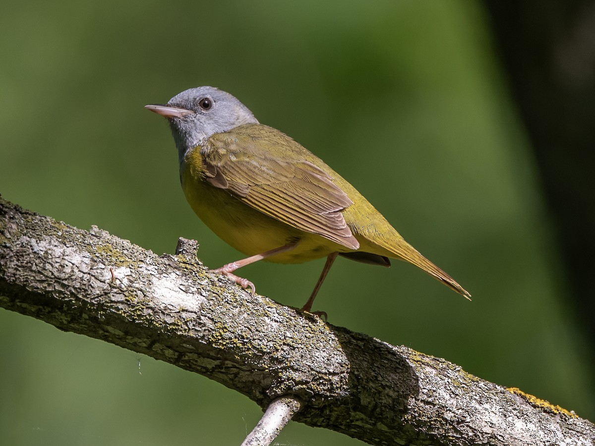 Mourning Warbler - ML578070591