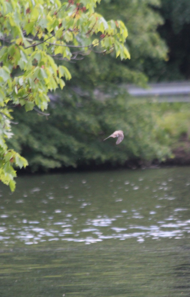 Northern Rough-winged Swallow - ML578070611