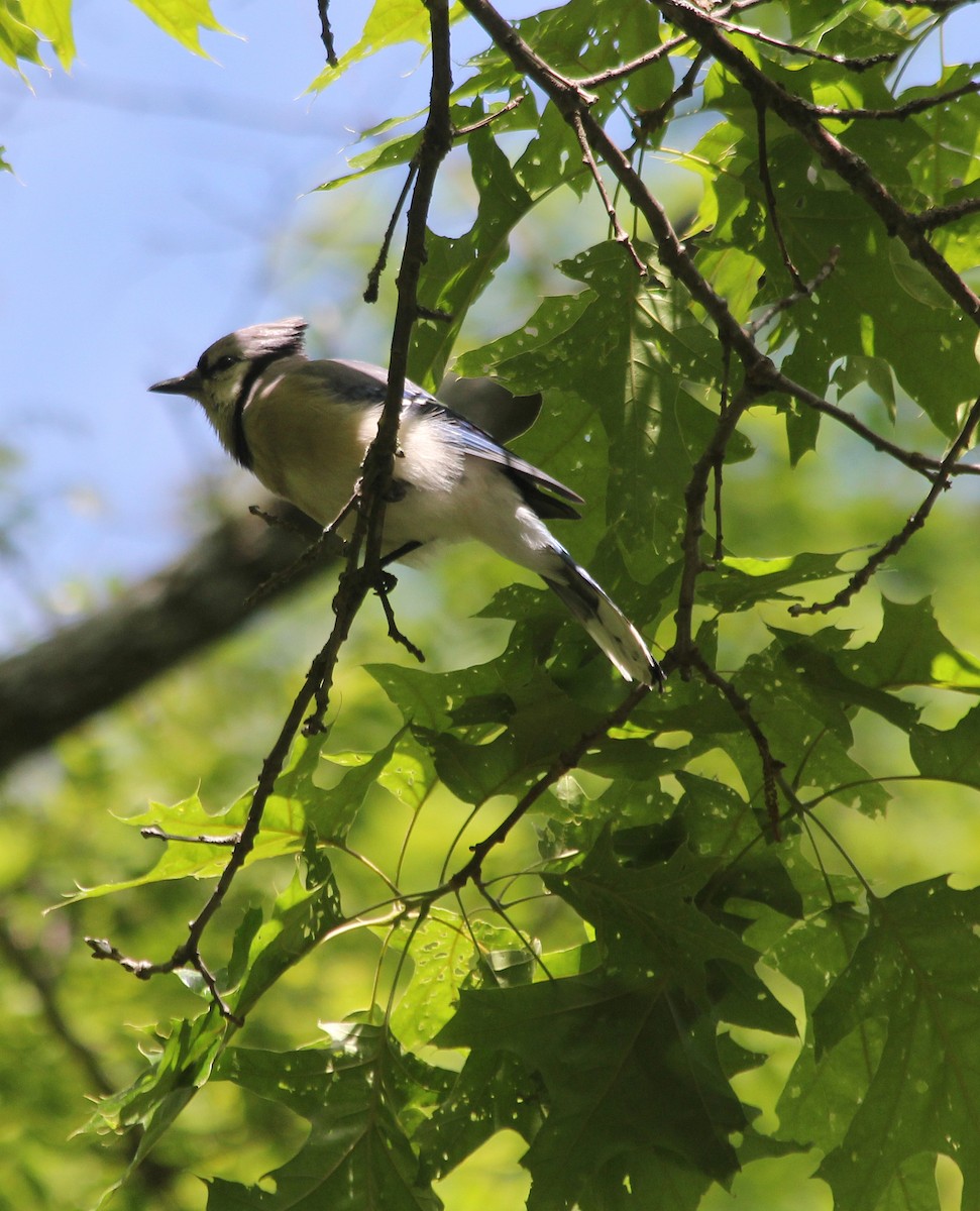 Blue Jay - ML578070671