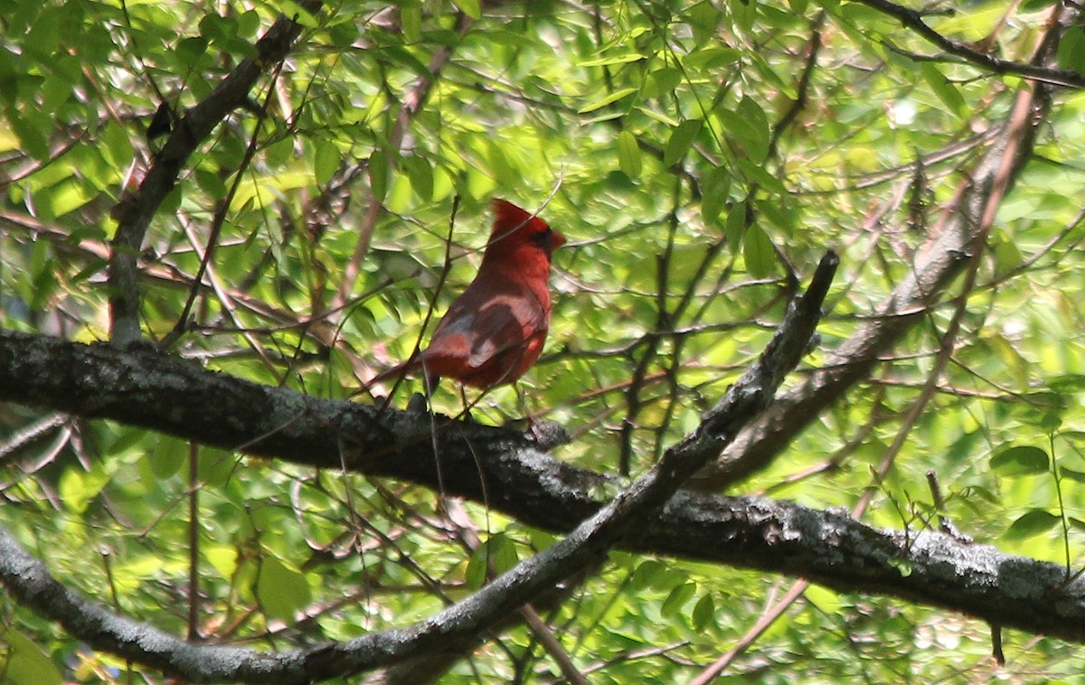 Northern Cardinal - ML578070821