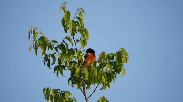 Oriole des vergers - ML578071561