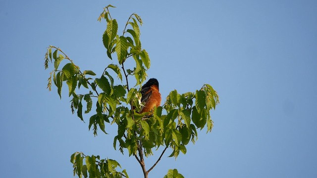 Oriole des vergers - ML578071631