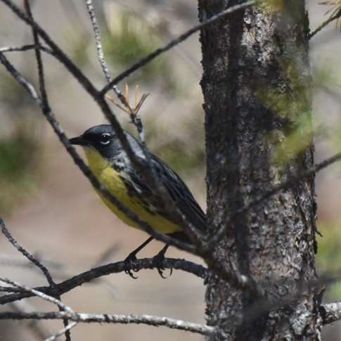 Kirtland's Warbler - ML578071671