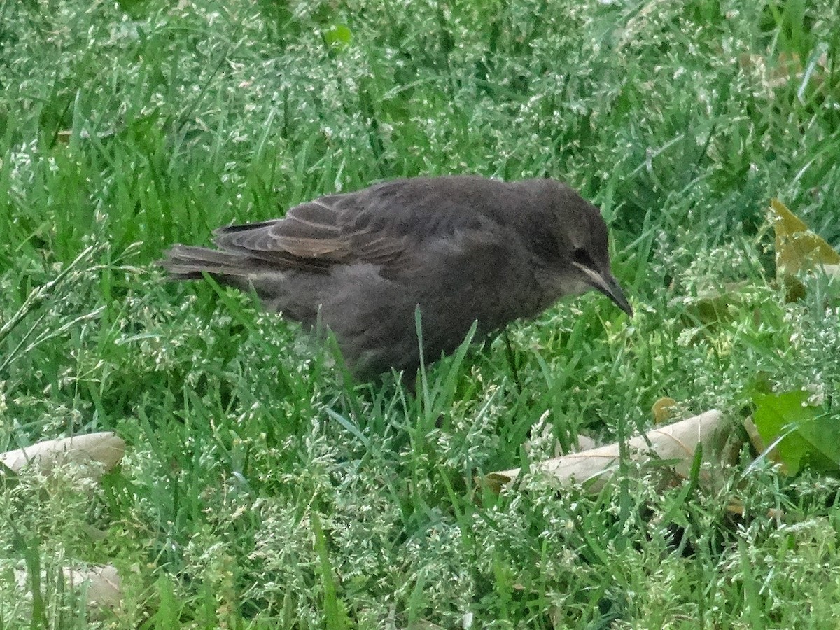 European Starling - ML578072321