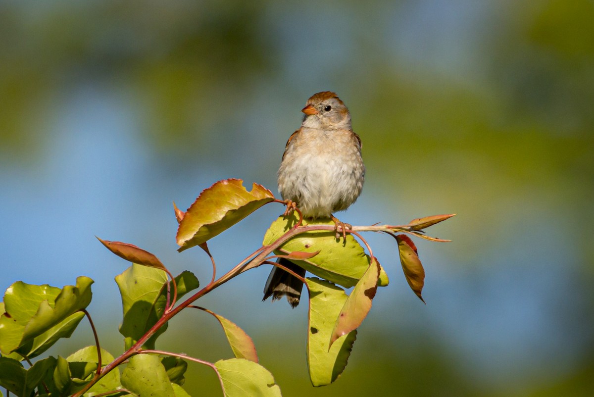 Field Sparrow - ML578073181