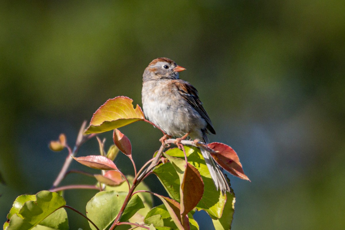 Field Sparrow - ML578073191