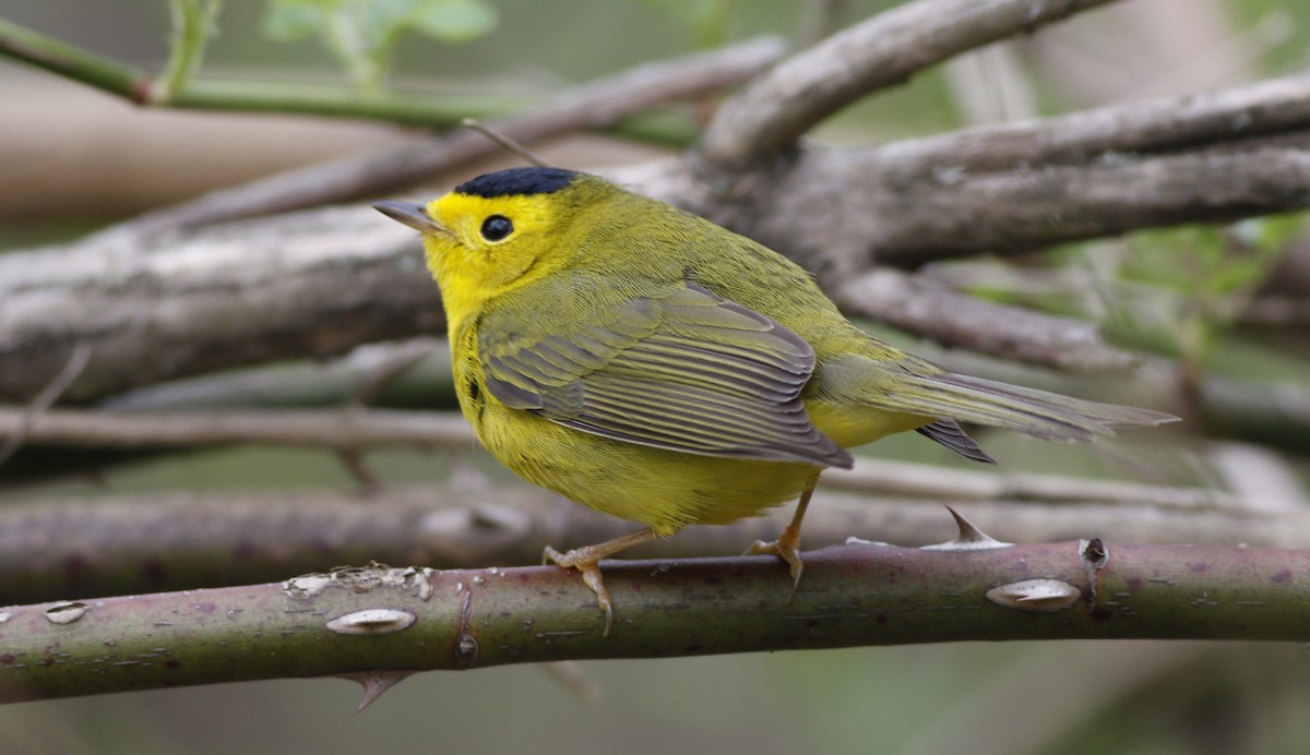 Wilson's Warbler - ML57807451